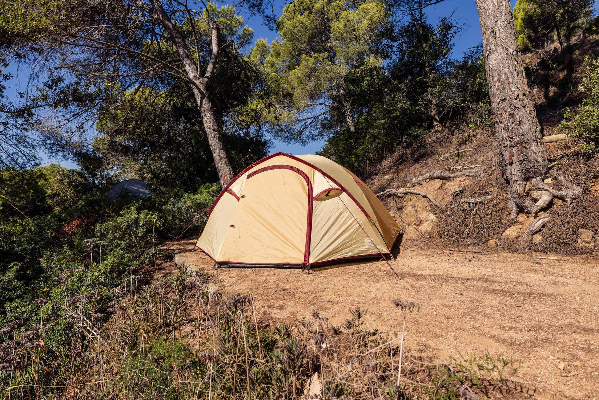 Coleman Darwin 4 Plus Summer 4 Personen Kuppelzelt