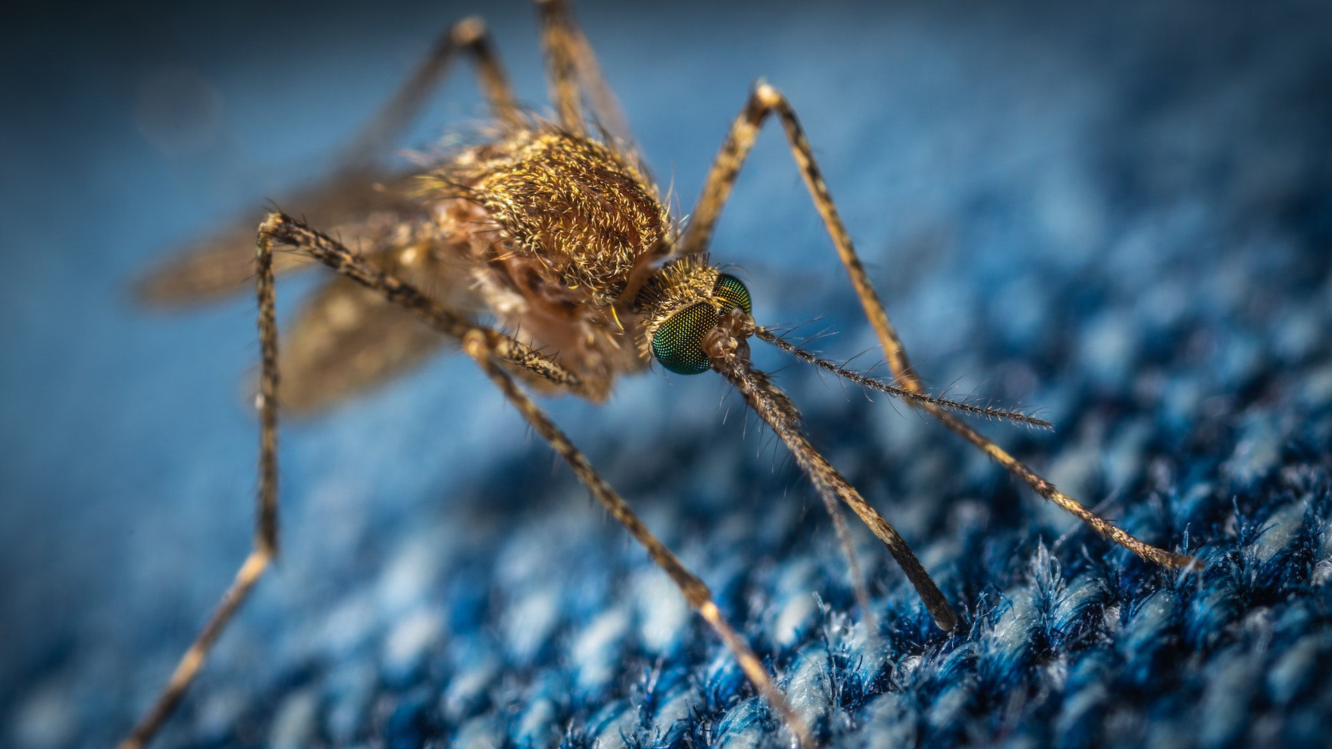 Schutz vor Insekten